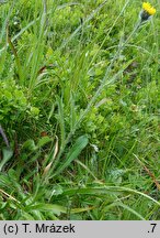 Hieracium fritzei s.str. (jastrzębiec Fritzego)