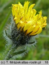 Hieracium fritzei s.str. (jastrzębiec Fritzego)