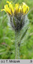 Hieracium fritzei s.str. (jastrzębiec Fritzego)