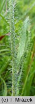 Hieracium fritzei s.str. (jastrzębiec Fritzego)