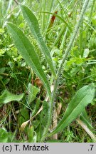 Hieracium fritzei s.str. (jastrzębiec Fritzego)