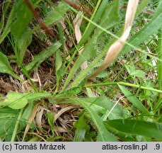 Hieracium fritzei s.str. (jastrzębiec Fritzego)