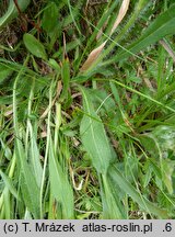 Hieracium fritzei s.str. (jastrzębiec Fritzego)