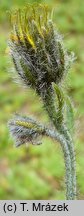 Hieracium nigrostylum (jastrzębiec ciemnosłupkowy)