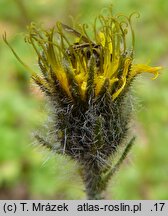 Hieracium nigrostylum (jastrzębiec ciemnosłupkowy)