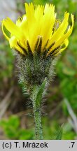 Hieracium uechtritzianum (jastrzębiec Uechtritza)