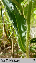 Hieracium uechtritzianum (jastrzębiec Uechtritza)