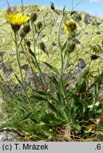 Hieracium fritzei s.str. (jastrzębiec Fritzego)