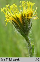 Hieracium schneiderianum (jastrzębiec Schneidera)