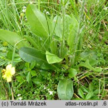 Hieracium schneiderianum (jastrzębiec Schneidera)
