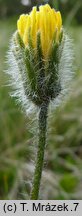 Hieracium sudetotubulosum (jastrzębiec rurkokwiatowy)