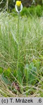 Hieracium sudetotubulosum (jastrzębiec rurkokwiatowy)