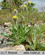 Hieracium sudetotubulosum (jastrzębiec rurkokwiatowy)