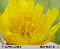 Hieracium melanocephalum (jastrzębiec ciemnokoszyczkowy)