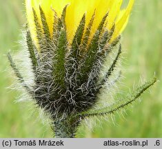 Hieracium melanocephalum (jastrzębiec ciemnokoszyczkowy)