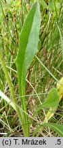 Hieracium melanocephalum (jastrzębiec ciemnokoszyczkowy)