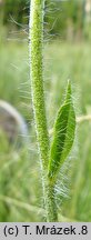 Hieracium schustleri (jastrzębiec Schustlera)