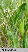 Hieracium schustleri (jastrzębiec Schustlera)