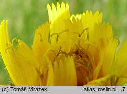 Hieracium schustleri (jastrzębiec Schustlera)