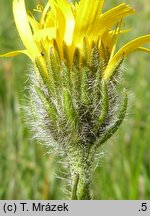 Hieracium schustleri (jastrzębiec Schustlera)