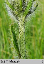 Hieracium schustleri (jastrzębiec Schustlera)