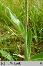 Hieracium fritzei s.str. (jastrzębiec Fritzego)
