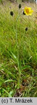 Hieracium fritzei s.str. (jastrzębiec Fritzego)