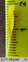 Hieracium uechtritzianum (jastrzębiec Uechtritza)