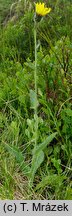 Hieracium uechtritzianum (jastrzębiec Uechtritza)
