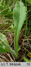 Hieracium uechtritzianum (jastrzębiec Uechtritza)