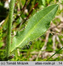Hieracium uechtritzianum (jastrzębiec Uechtritza)