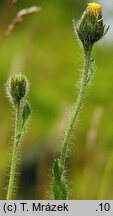 Hieracium rohlenae (jastrzębiec Rohleny)