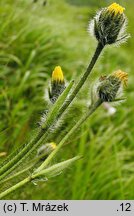 Hieracium sudetotubulosum (jastrzębiec rurkokwiatowy)