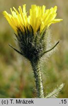 Hieracium melanocephalum (jastrzębiec ciemnokoszyczkowy)