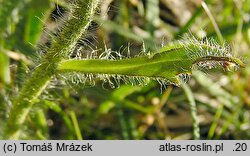 Hieracium melanocephalum (jastrzębiec ciemnokoszyczkowy)