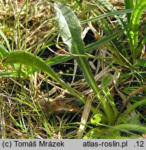 Hieracium melanocephalum (jastrzębiec ciemnokoszyczkowy)