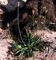 Plantago lanceolata