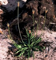 Plantago lanceolata