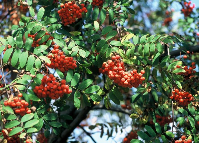 Sorbus aucuparia