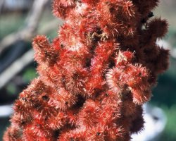 Rhus typhina