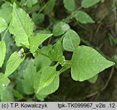rdest nepalski (Polygonum nepalense)