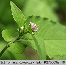 Polygonum nepalense (rdest nepalski)