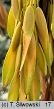 Fraxinus excelsior (jesion wyniosÅ‚y)
