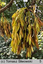 Fraxinus excelsior (jesion wyniosły)