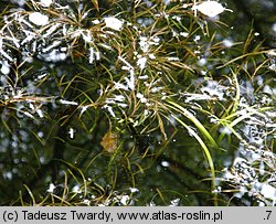 Potamogeton obtusifolius (rdestnica stępiona)