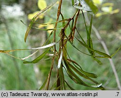 Potamogeton obtusifolius (rdestnica stępiona)