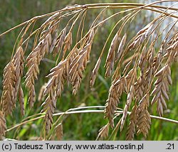 Bromus secalinus (stokłosa żytnia)