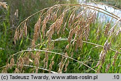 Bromus secalinus (stokłosa żytnia)