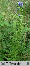 Campanula cervicaria (dzwonek szczeciniasty)