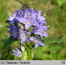 Campanula cervicaria (dzwonek szczeciniasty)